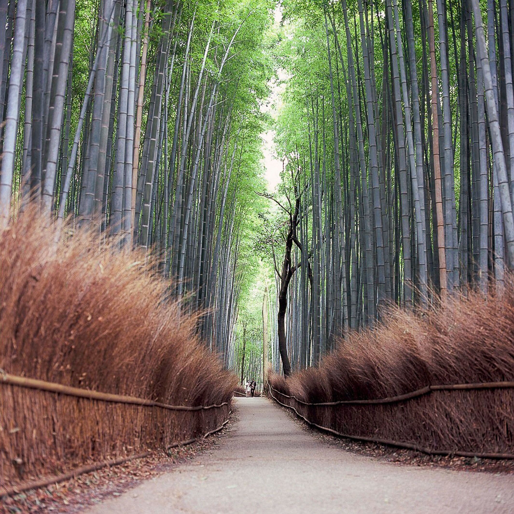 Image on Fujifilm Velvia 50 by @filmandpixel